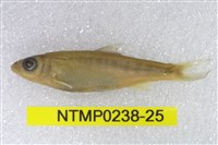 藏品(平頜鱲)的圖片